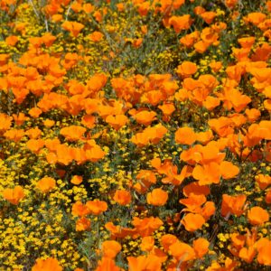 dense field of orange California poppy flowers